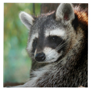Raccoon 001