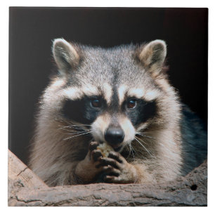 Raccoon 004