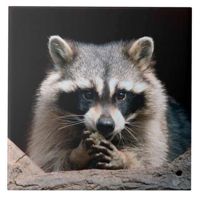 Raccoon 004 (Frente)