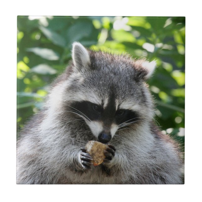 Raccoon 004 (Frente)
