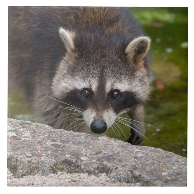 Raccoon faz contato direto com os olhos (Frente)