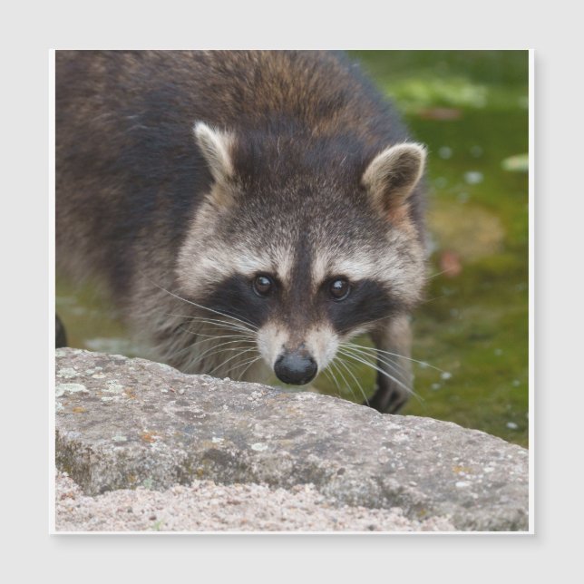 Raccoon faz contato direto com os olhos (Frente)