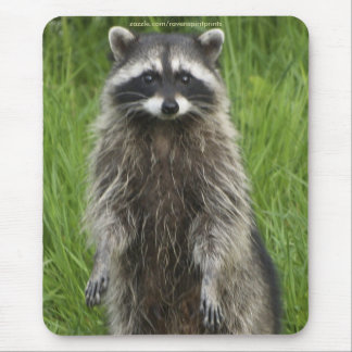 RACCOON WILDLIFE Mousepads