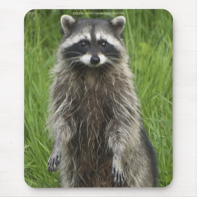 RACCOON WILDLIFE Mousepads (Frente)