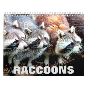 Raccoons 2022 Calendário de Parede