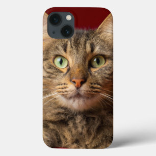 Racum de Maine para o Natal com coletor