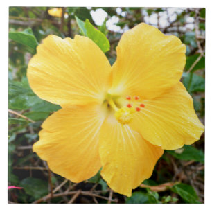 "Radiância do Ouro: Flor de Hibisco Amarelo em uma