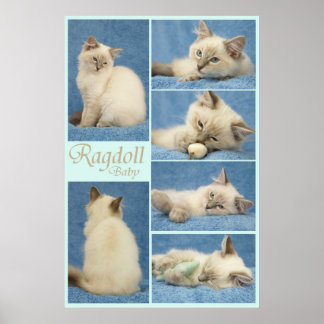 Ragdoll baby poster