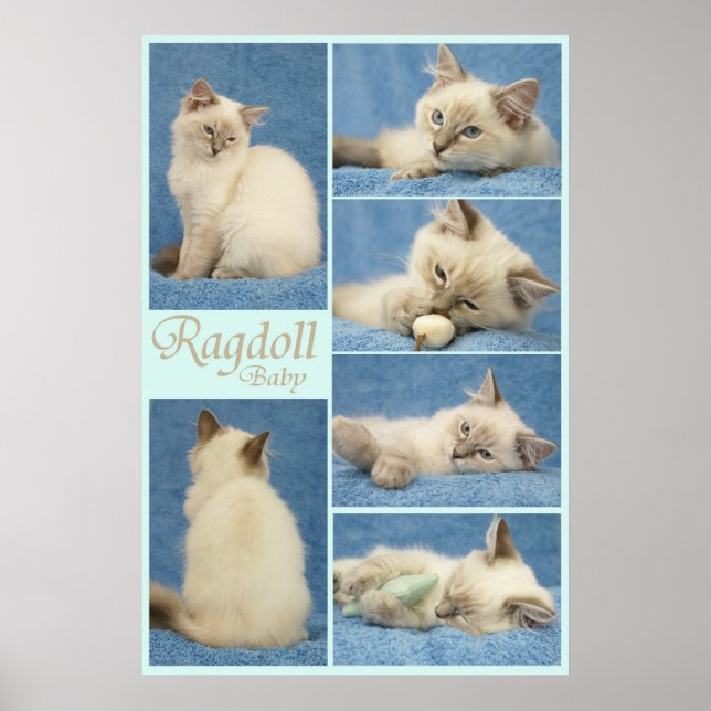Ragdoll baby poster (Frente)