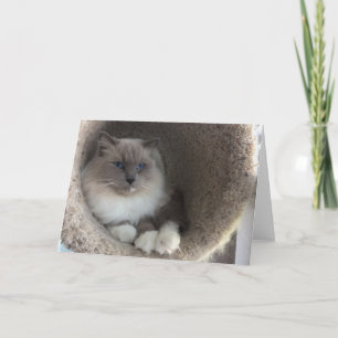 Ragdoll Cat, Cartão