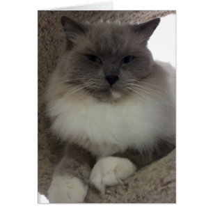 Ragdoll Cat, Cartão