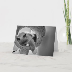 Ragdoll Cat, cartão