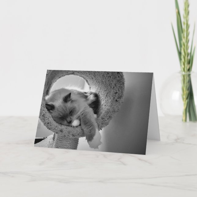 Ragdoll Cat, cartão (Frente)