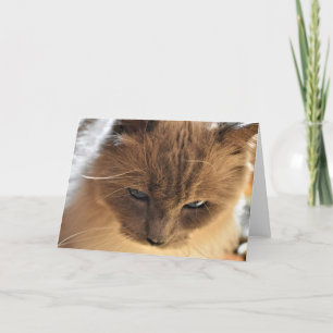 Ragdoll Cat, cartão
