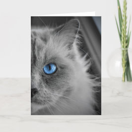 Ragdoll Cat, cartão