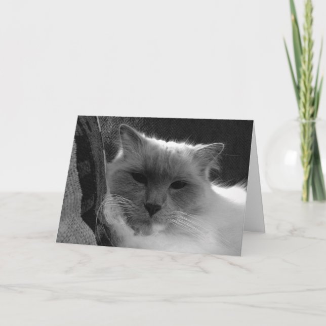 Ragdoll Cat - Nó, Cartão (Frente)