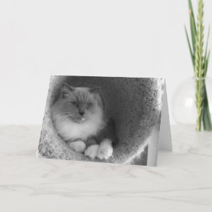 Ragdoll Cat - Nó, Cartão