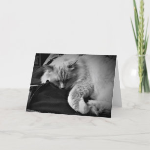 Ragdoll Cat / Noir, cartão