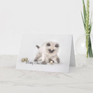 Ragdoll kitten Cartão de Natal