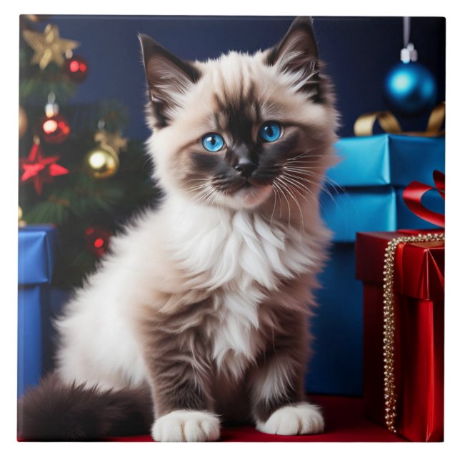 Ragdoll Kitten Natal Presente (Frente)