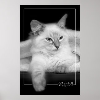 ragdoll kitten poster