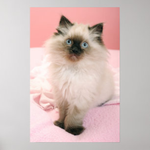 ragdoll kitten poster