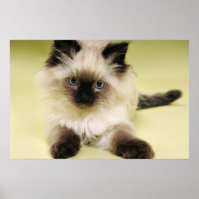 ragdoll kitten poster (Frente)