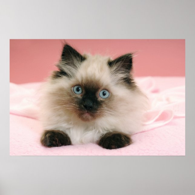 ragdoll kitten poster (Frente)