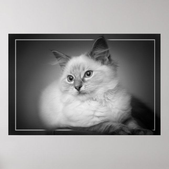 ragdoll kitten poster (Frente)