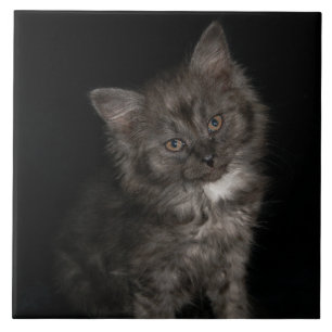 Ragdoll kitten ragdoll cat face a gatinho branco p