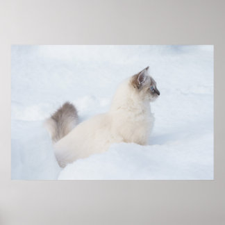 Ragdoll na poster de neve