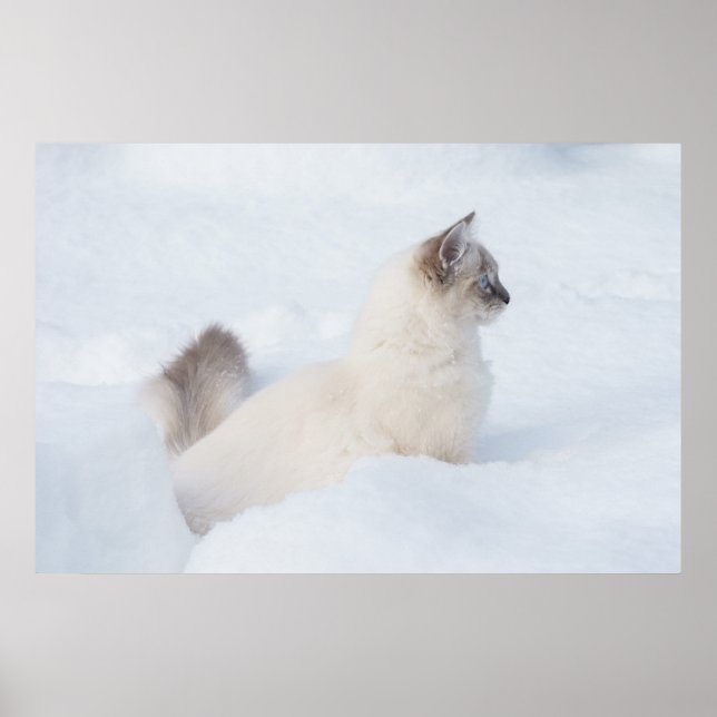 Ragdoll na poster de neve (Frente)