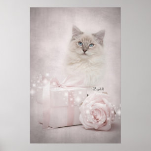Ragdoll Poster