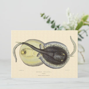 Raias Pinta, Animais Marinhos Vintage Oceano