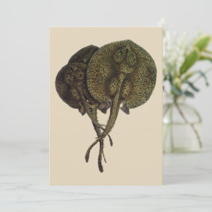 Raias Stingrays, Animais de Vida Marinha Vintage