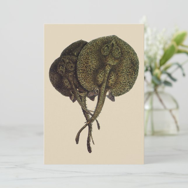 Raias Stingrays, Animais de Vida Marinha Vintage (Em pé/Frente)