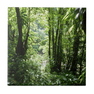 Rain Forest II Tropical Verde