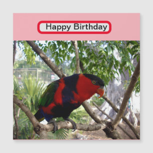 Rainbow Feather: Bonito australiano Lorikeet,