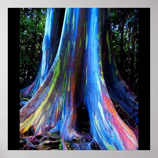 RAINBOW HAWAII EUCALYPTUS TREE poster (Frente)