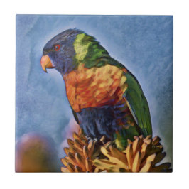 Rainbow Lorikeet Parrot Bird