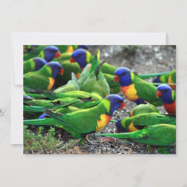 Rainbow Lorikeets australiano (Frente)