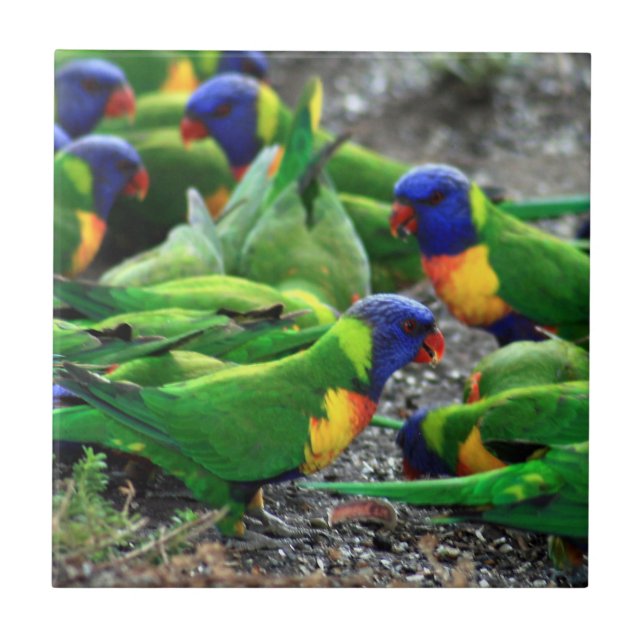 Rainbow Lorikeets australiano (Frente)
