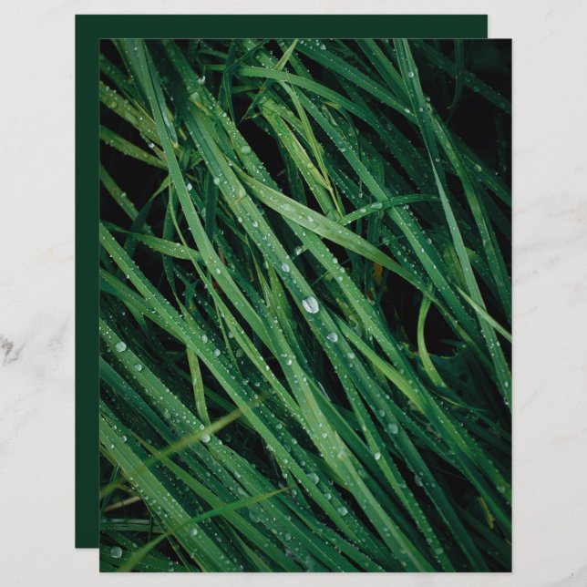 Raindrops on grass scrapbook paper (Frente/Verso)