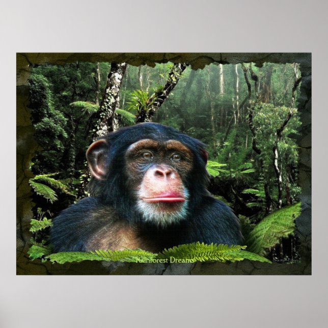 "RAINFOREST DREAMS II" Chimpanzé Art Poster (Frente)