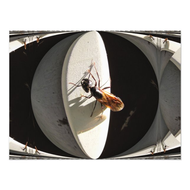Rainha Carpenter Ant ~ Foto (Frente)