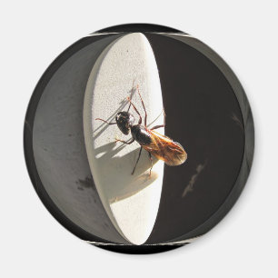 Rainha Carpenter Ant ~ imã