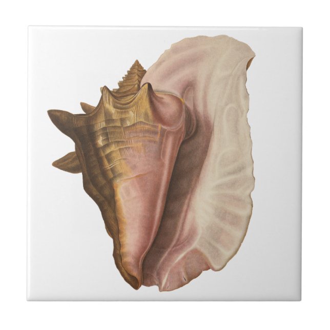 Rainha Conch Shell Seashell, Vintage Marine Life (Frente)