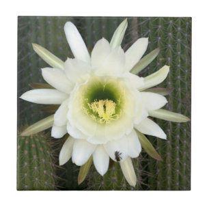 Rainha Da Flor De Cacto Noturno, Região Do Karoo