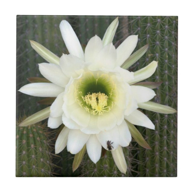 Rainha Da Flor De Cacto Noturno, Região Do Karoo (Frente)