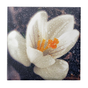 Rainy Day Crocus Flower